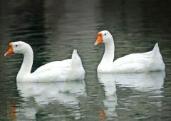 養(yǎng)鵝禁忌有哪些？看看你中了幾條！