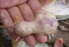 肉雞最頭疼的還是腺肌胃炎，到底該怎么解決？