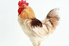 肉雞常見呼吸道病的發(fā)病原因？
