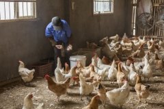 雞新城疫用什么藥效果好，知道之后無需再區(qū)分