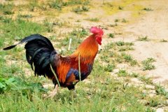 肉雞養(yǎng)殖成本要如何控制？