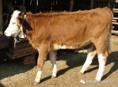 肥牛養(yǎng)殖過程中存在的問題，應該如何進行解決