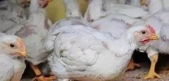支原體感染的發(fā)展過程及臨床癥狀！！!