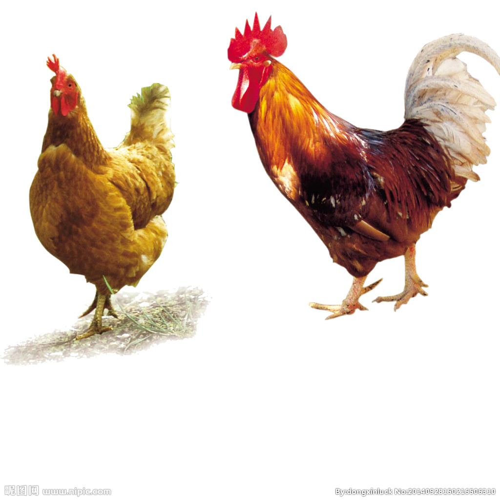  提高肉鴨養(yǎng)殖效益！這八個(gè)飼養(yǎng)管理要注意了?。夹g(shù)） 